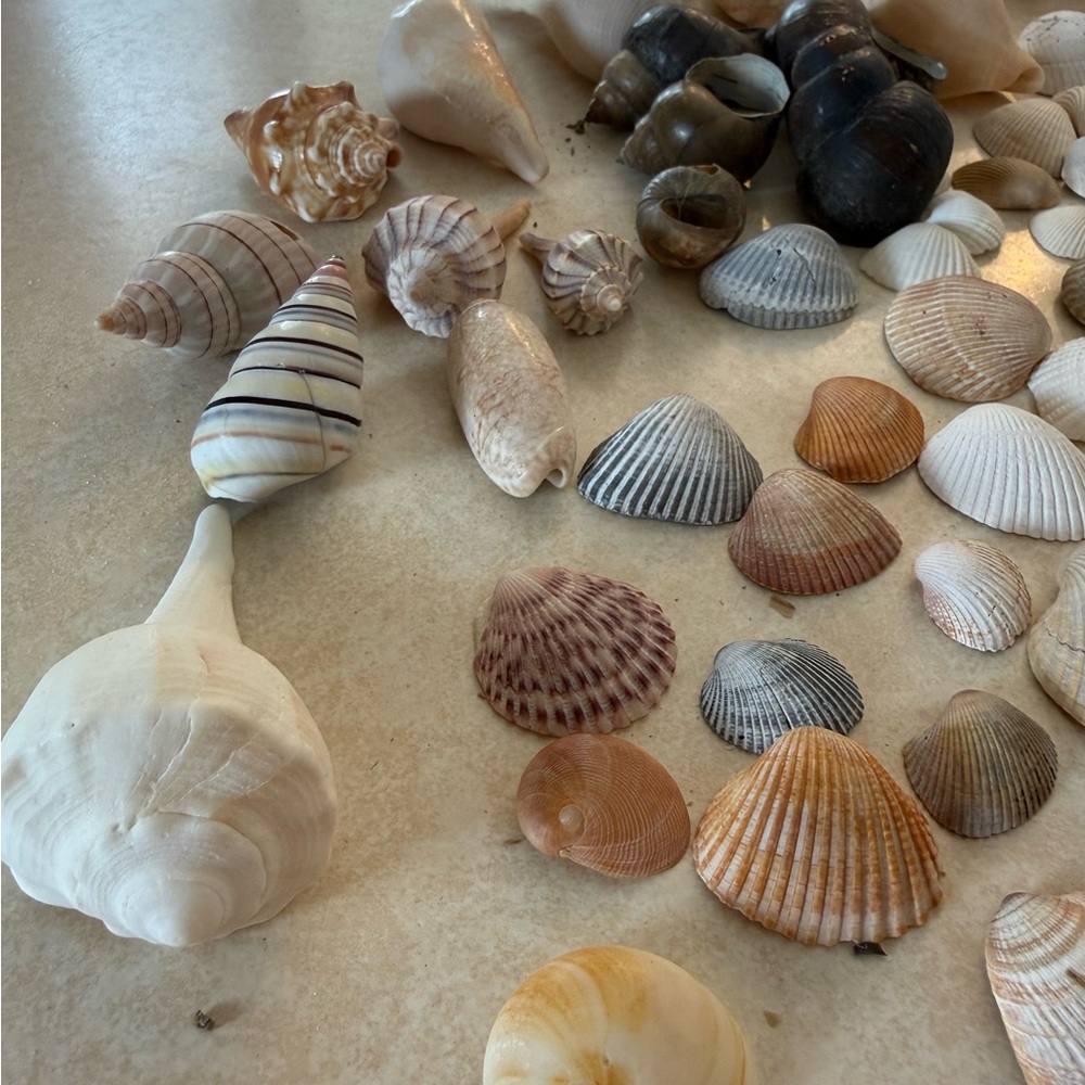 Seashell Collection - Picture 3 of 7
